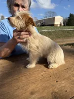 Grace, a female Yorkshire Terrier for sale in Stony Point, NC – Photo 3 of 3