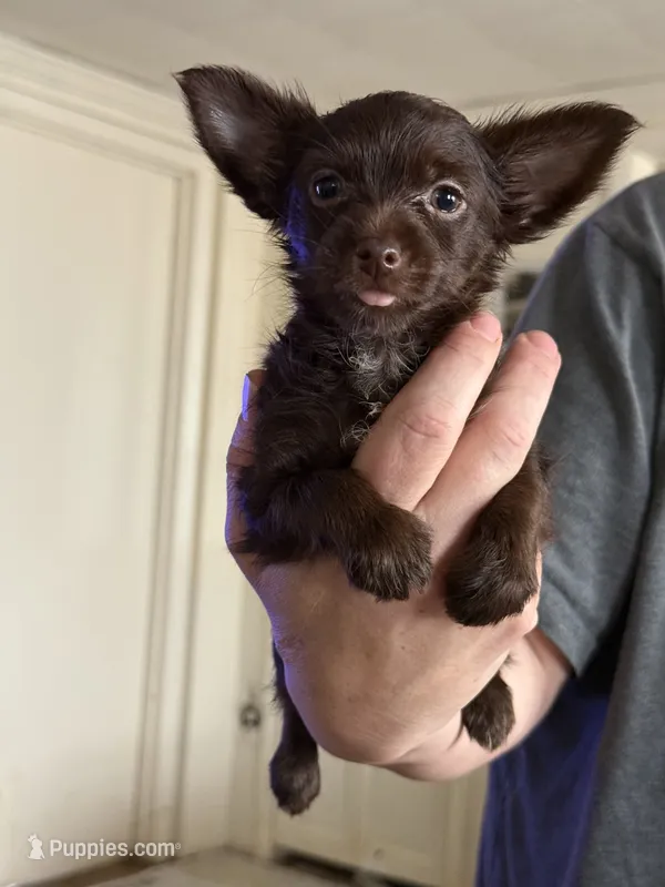 Sassy – Yorkshire Terrier puppy for sale in Stony Point, NC