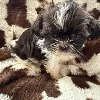 Harley, a male Shih Tzu for sale in Stony Point, NC – Photo 2 of 3