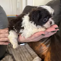 Harley, a male Shih Tzu for sale in Stony Point, NC – Photo 3 of 3