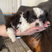 Harley, a male Shih Tzu for sale in Stony Point, NC – Photo 1 of 3