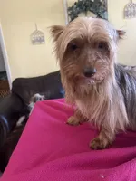 Paige, a female Yorkshire Terrier for sale in Stony Point, NC – 4 of 4