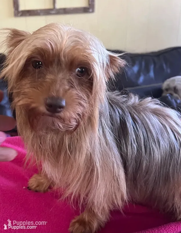 Paige – Yorkshire Terrier puppy for sale in Stony Point, NC