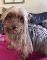 Paige, a female Yorkshire Terrier for sale in Stony Point, NC – 2 of 4
