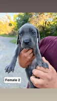 Girly, a female Cane Corso for sale in Bayard, NM – 2 of 5