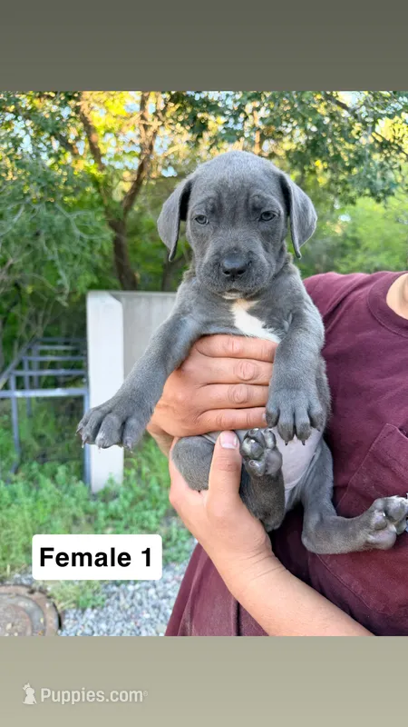 Girly – Cane Corso puppy for sale in Bayard, NM