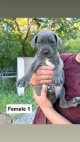 Girly, a female Cane Corso for sale in Bayard, NM – 1 of 5