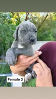 Girly, a female Cane Corso for sale in Bayard, NM – 5 of 5