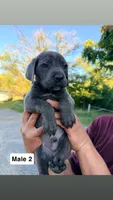 Girly, a female Cane Corso for sale in Bayard, NM – 4 of 5