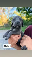 Girly, a female Cane Corso for sale in Bayard, NM – 3 of 5