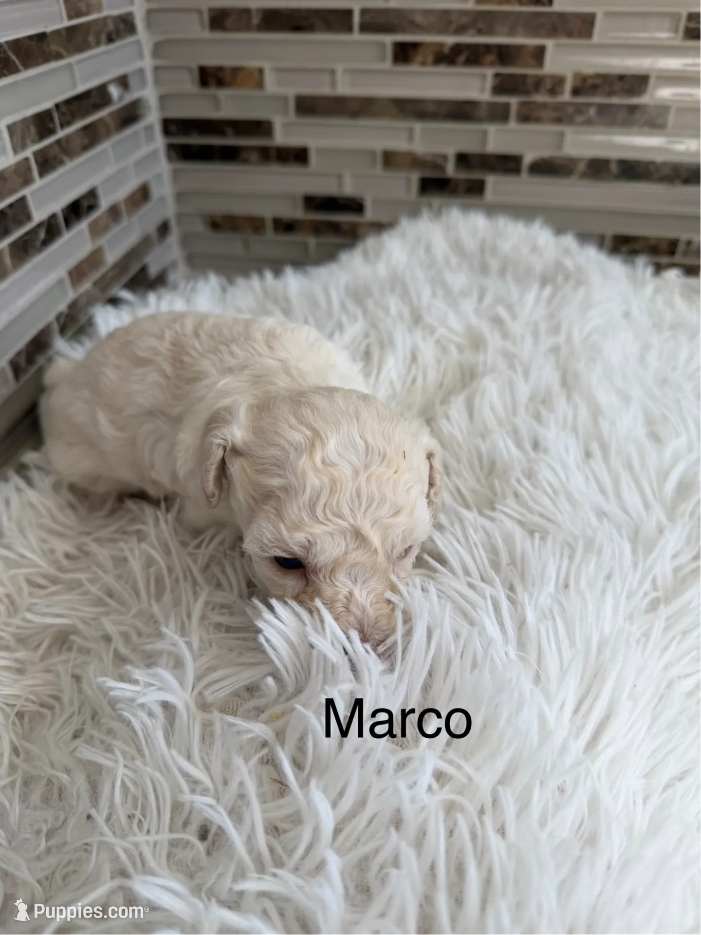 Marco (CKC), a male Poodle - Toy  and Poodle - Miniature  for sale in Van Buren, AR – Photo 2 of 2