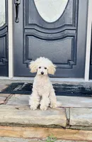 Remington (AKC), a male Poodle - Toy  and Poodle - Miniature  for sale in Van Buren, AR – Photo 3 of 3