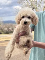 Remington (AKC), a male Poodle - Toy  and Poodle - Miniature  for sale in Van Buren, AR – Photo 2 of 3