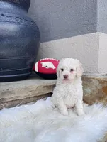 LoveBug (Micro Mini F1BB), a male Goldendoodle and Poodle - Toy  for sale in Van Buren, AR – Photo 4 of 7