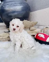 LoveBug (Micro Mini F1BB), a male Goldendoodle and Poodle - Toy  for sale in Van Buren, AR – Photo 2 of 7