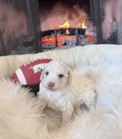 processed/b7dd42c4-35e3-4b9b-858a-7157ca31f148/listing/7b57c579-1c87-4a75-a197-30bf2ce4e59c/81eebb0e-79d8-4c33-97f8-659be0dbeb79