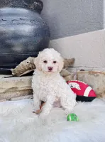 LoveBug (Micro Mini F1BB), a male Goldendoodle and Poodle - Toy  for sale in Van Buren, AR – Photo 1 of 7