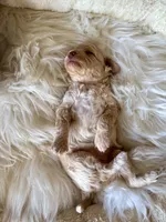 Sugar (Toy F1BB), a female Goldendoodle and Poodle - Toy  for sale in Van Buren, AR – Photo 3 of 3