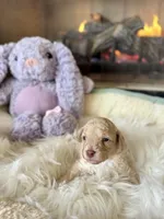 Sugar (Toy F1BB), a female Goldendoodle and Poodle - Toy  for sale in Van Buren, AR – Photo 1 of 3