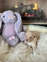 Sugar (Toy F1BB), a female Goldendoodle and Poodle - Toy  for sale in Van Buren, AR – Photo 2 of 3