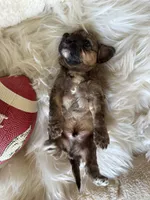 Kissy Face (Toy F1BB), a male Goldendoodle and Poodle - Toy  for sale in Van Buren, AR – Photo 4 of 4