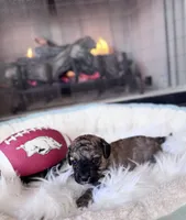 Kissy Face (Toy F1BB), a male Goldendoodle and Poodle - Toy  for sale in Van Buren, AR – Photo 1 of 4