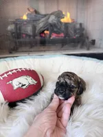 Kissy Face (Toy F1BB), a male Goldendoodle and Poodle - Toy  for sale in Van Buren, AR – Photo 2 of 4