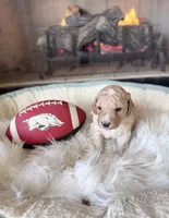 Smooches (Toy F1BB), a male Goldendoodle and Poodle - Toy  for sale in Van Buren, AR – Photo 4 of 4