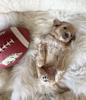 Smooches (Toy F1BB), a male Goldendoodle and Poodle - Toy  for sale in Van Buren, AR – Photo 1 of 4