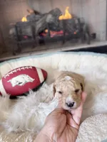 Smooches (Toy F1BB), a male Goldendoodle and Poodle - Toy  for sale in Van Buren, AR – Photo 2 of 4