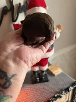 Winter (CKC), a female Poodle - Toy  for sale in Van Buren, AR – Photo 3 of 3