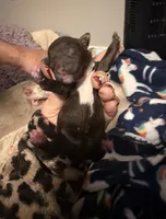 Winter (CKC), a female Poodle - Toy  for sale in Van Buren, AR – Photo 2 of 3