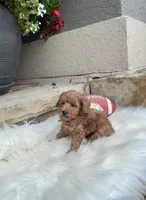 AKC- Flash, a male Poodle - Toy  for sale in Van Buren, AR – Photo 9 of 9