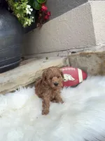 AKC- Flash, a male Poodle - Toy  for sale in Van Buren, AR – Photo 7 of 9