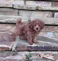 AKC- Flash, a male Poodle - Toy  for sale in Van Buren, AR – Photo 2 of 9