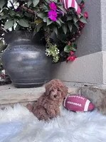 AKC- Flash, a male Poodle - Toy  for sale in Van Buren, AR – Photo 3 of 9