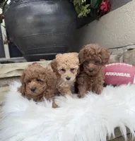 AKC- Flash, a male Poodle - Toy  for sale in Van Buren, AR – Photo 6 of 9