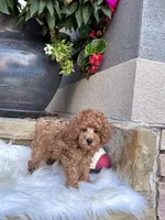 AKC- Flash, a male Poodle - Toy  for sale in Van Buren, AR – Photo 4 of 9