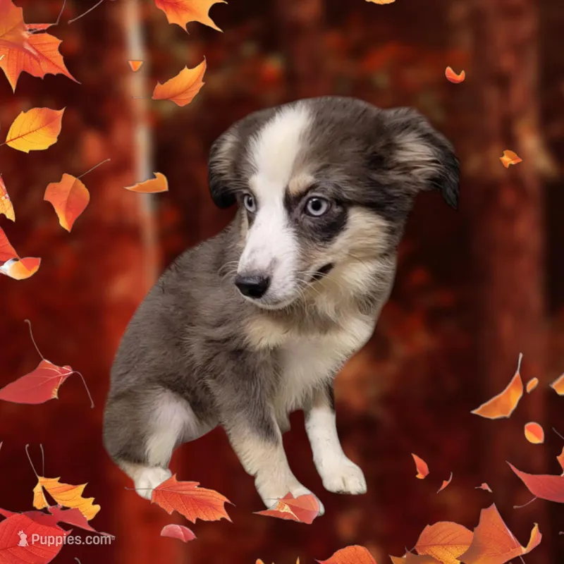 Pearl, a female Miniature Australian Shepherd for sale in Konawa, OK – Photo 1 of 5