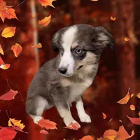 Pearl, a female Miniature Australian Shepherd for sale in Konawa, OK – Photo 1 of 5