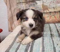 Pearl, a female Miniature Australian Shepherd for sale in Konawa, OK – Photo 4 of 5