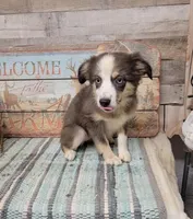 Pearl, a female Miniature Australian Shepherd for sale in Konawa, OK – Photo 2 of 5