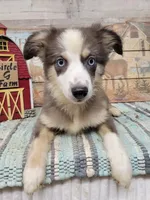 Pearl, a female Miniature Australian Shepherd for sale in Konawa, OK – Photo 3 of 5