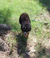 Huddy, a male Bernese Mountain Dog and Miniature Australian Shepherd for sale in Konawa, OK – 2 of 2