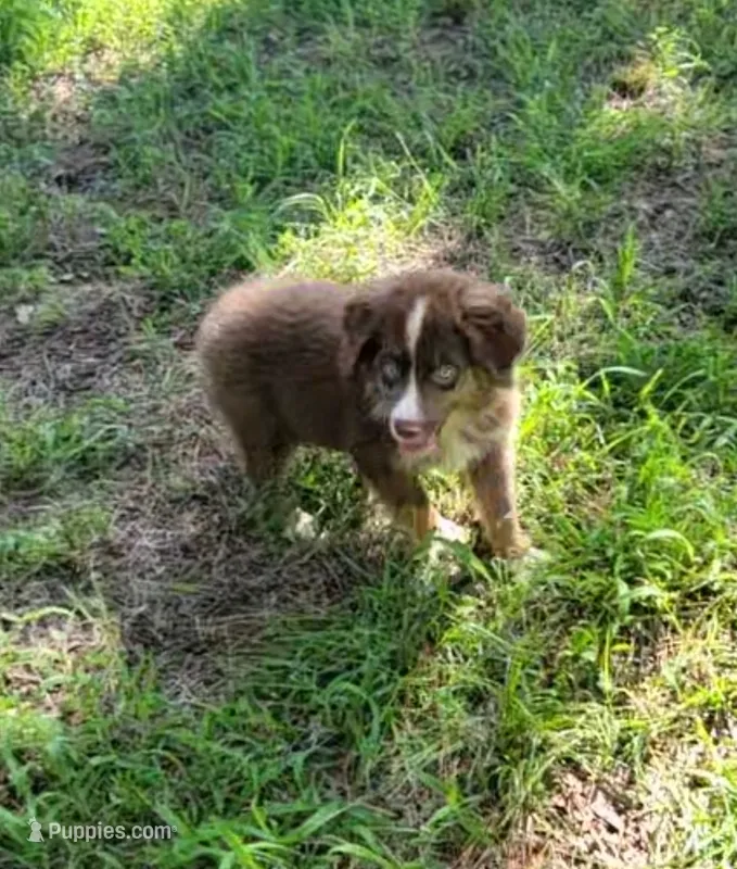 Red – Miniature Australian Shepherd puppy for sale in Konawa, OK