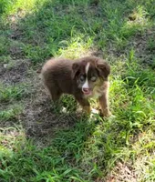 Red, a male Miniature Australian Shepherd for sale in Konawa, OK – 1 of 1