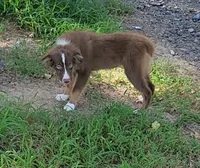 Ruby, a female Miniature Australian Shepherd for sale in Konawa, OK – 2 of 3