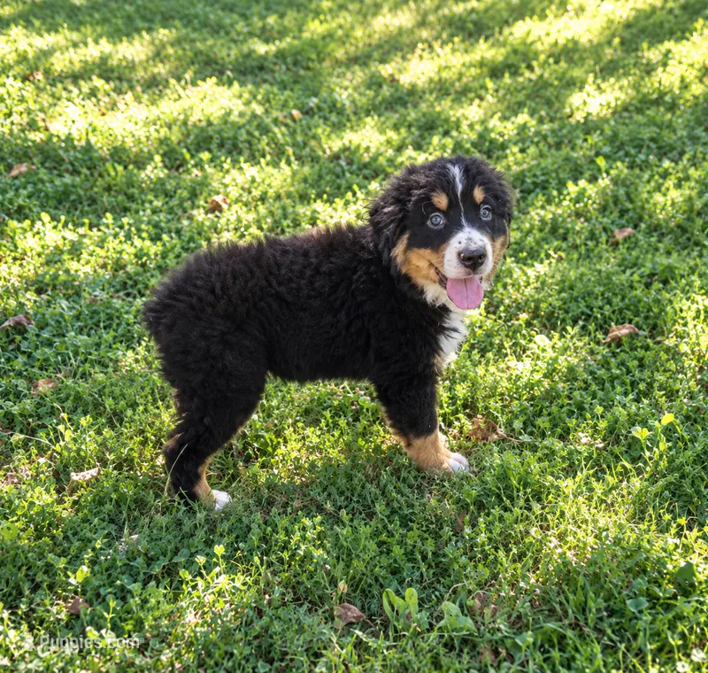 Huddy – Bernese Mountain Dog, Miniature Australian Shepherd puppy for sale in Konawa, OK