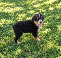 Huddy, a male Bernese Mountain Dog and Miniature Australian Shepherd for sale in Konawa, OK – 1 of 2