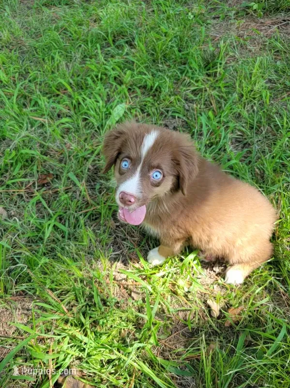 Ruby – Miniature Australian Shepherd puppy for sale in Konawa, OK